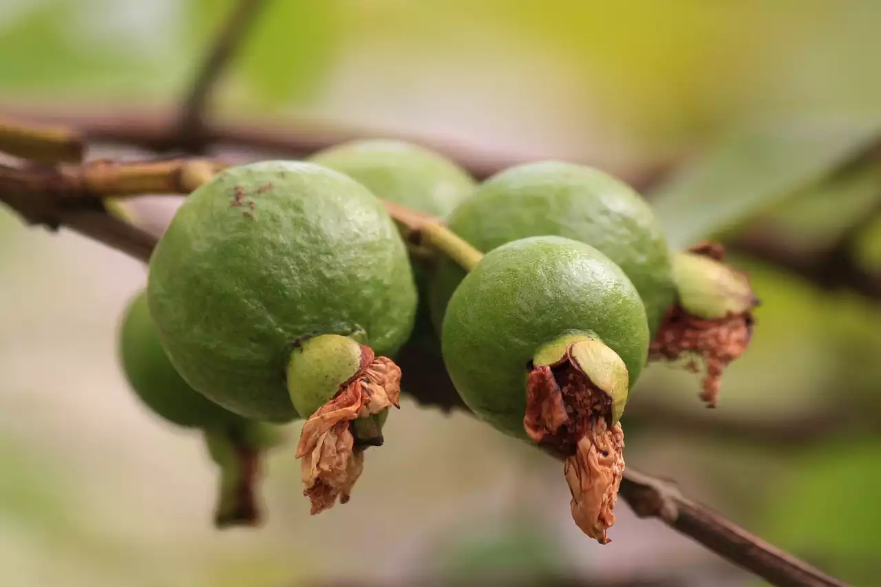 Por qué el mole es más que una salsa: una inmersión profunda en la tradición culinaria de México
